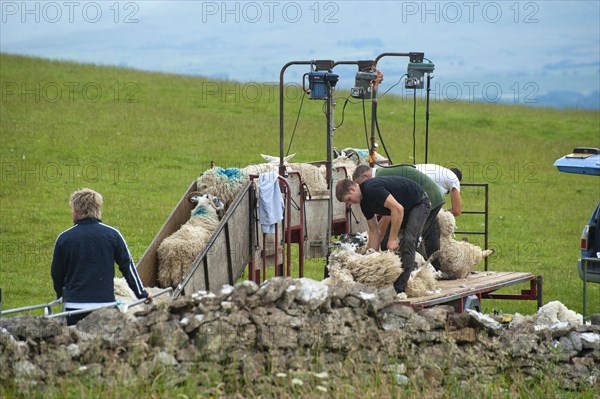 Shearing sheep with mobile shearing unit