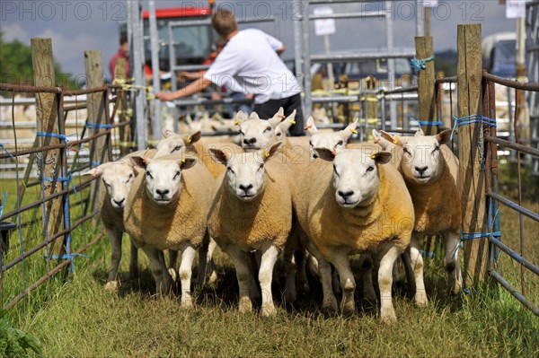 Sheep farming