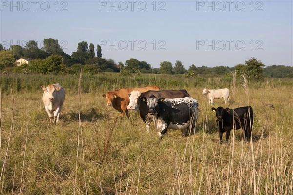Domestic Cattle
