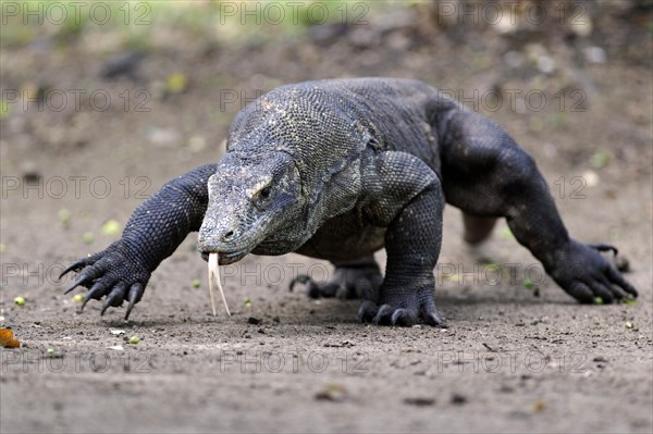 Komodo dragon