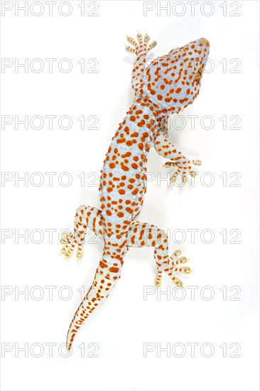 Tokay Gecko