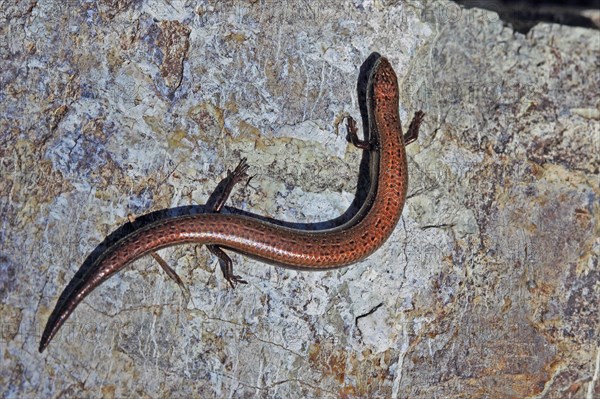 Snake-eyed skink