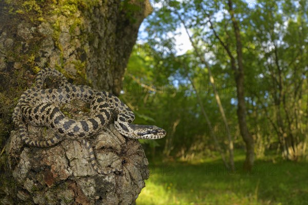 Four-lined Snake