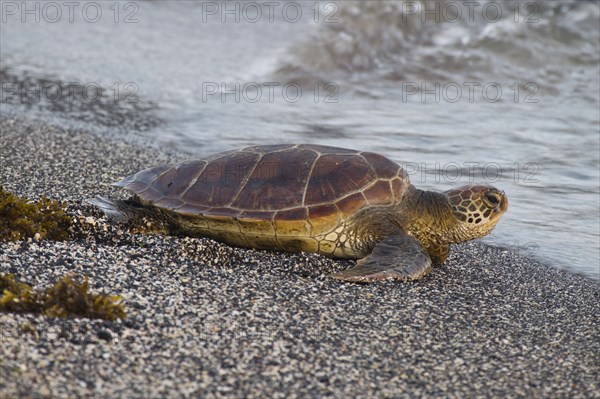 Chelonia mydas agassizi