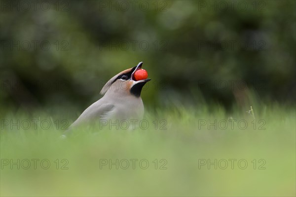 Bohemian bohemian waxwing