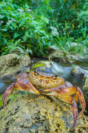 Freshwater Crab