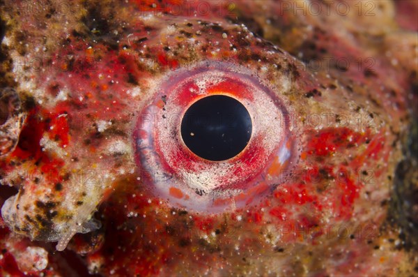 Reptile snake eel