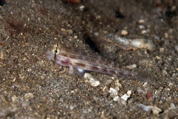 Eyebar Goby