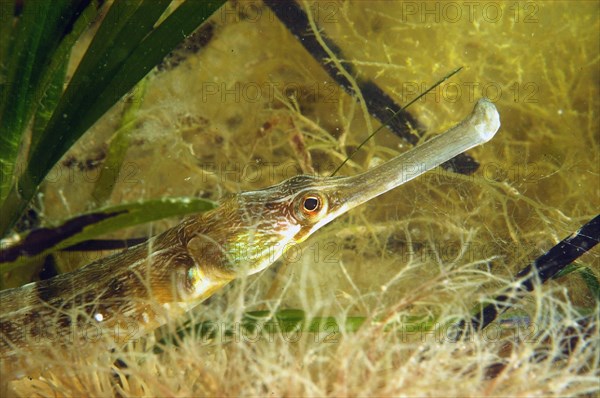 Greater pipefish