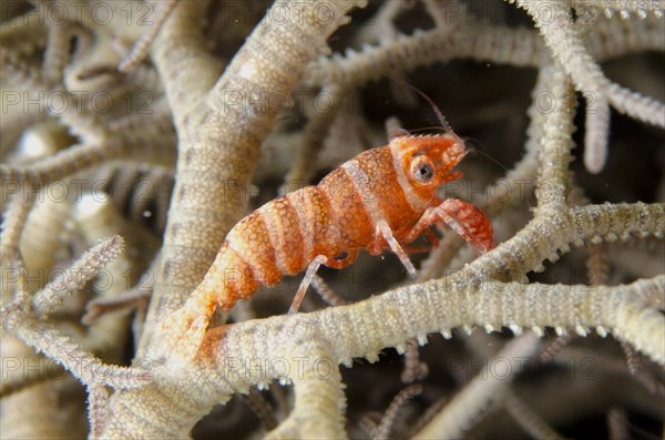 Basket star shrimp