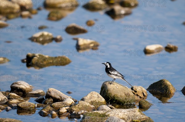 Pied Wagtail