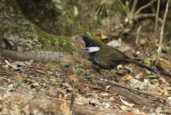 Eastern Whipbird