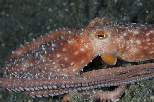 Starry night octopus