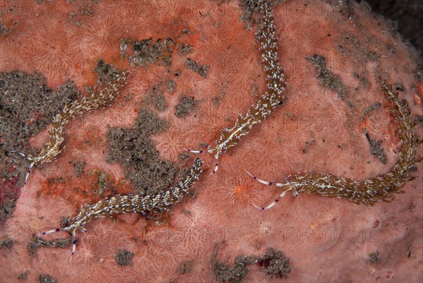 Flabellina ianthina