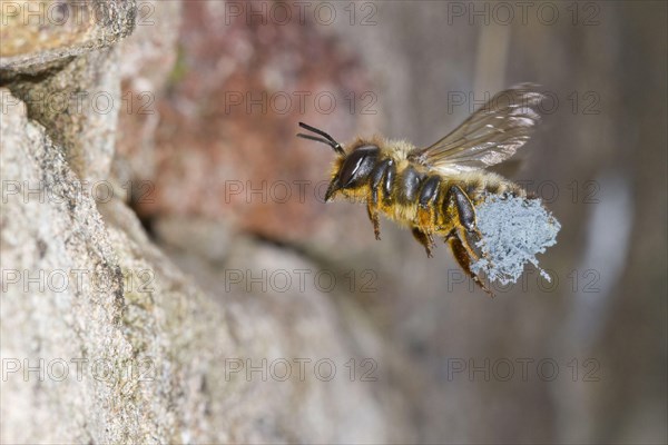 Willoughby's Leafcutter Bee