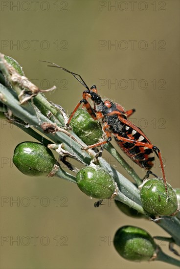 Red assassin bug