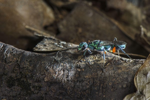 Emerald cockroach wasp