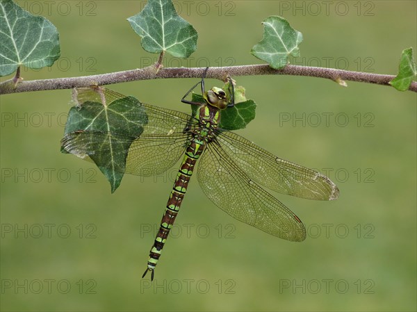 Southern Hawker