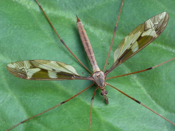 Giant Cranefly