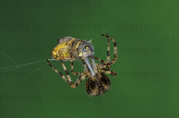 Adult european garden spider