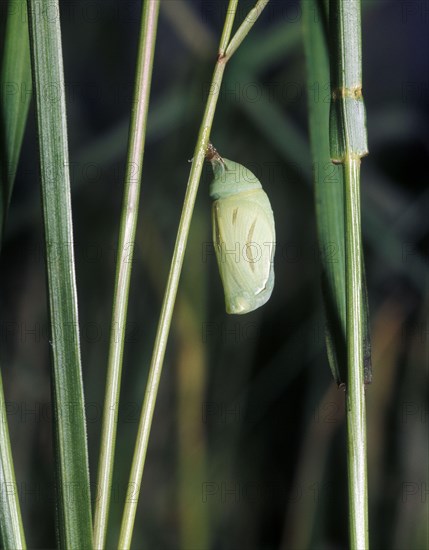 Small heath