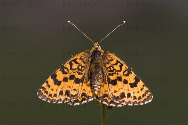 Red fritillary