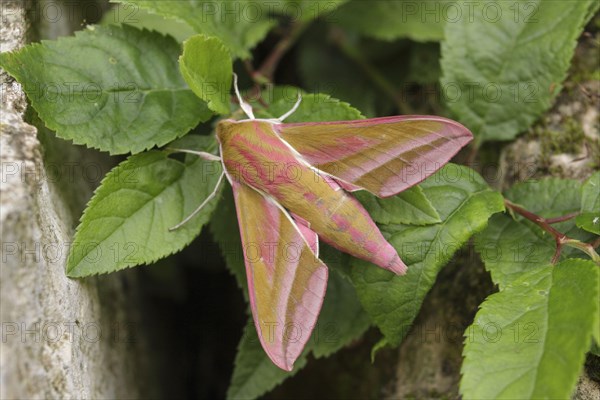 Elephant hawk-moth