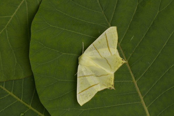 Swallow-tailed Moth