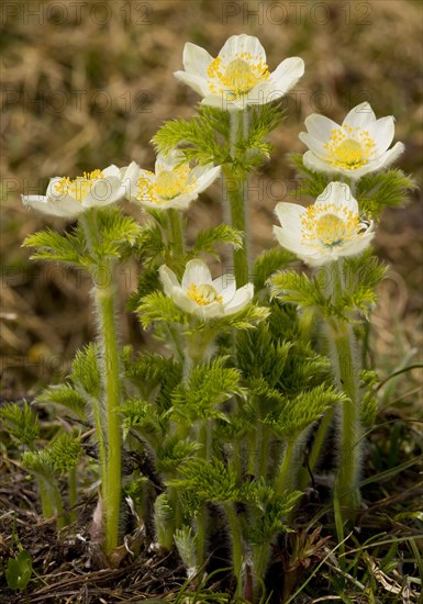 Mountain Pasqueflower