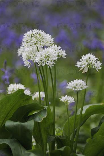 Ramsons