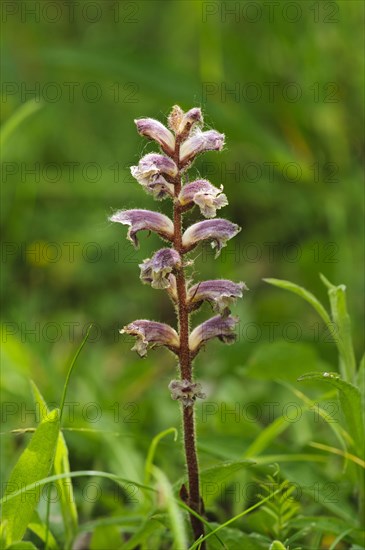 Common Broomrape