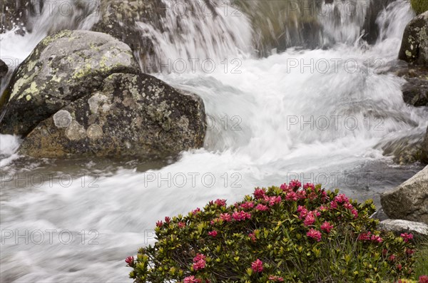 Rusty-leaved alpenrose