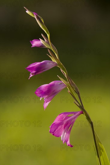 Marsh gladiolus