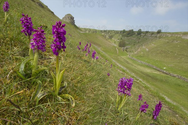 Early Purple Orchid