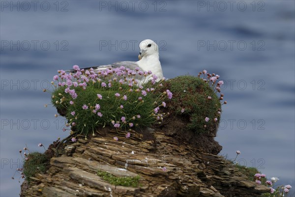 Northern Fulmar