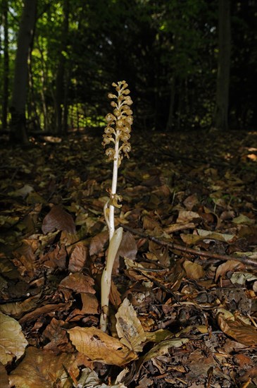 Bird's Nest Orchid flowerspike