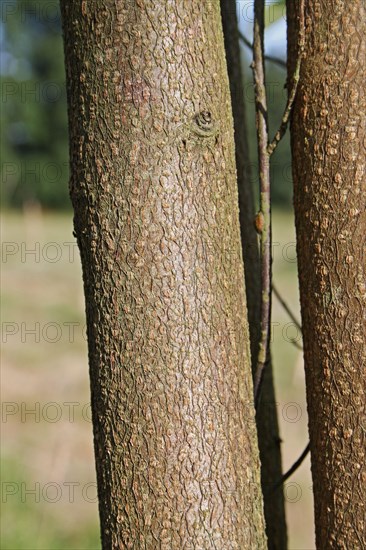 Bird Cherry close-up of trunk