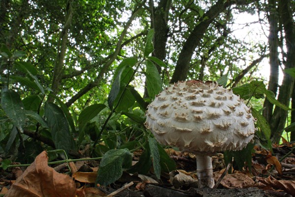 Shaggy shaggy parasol