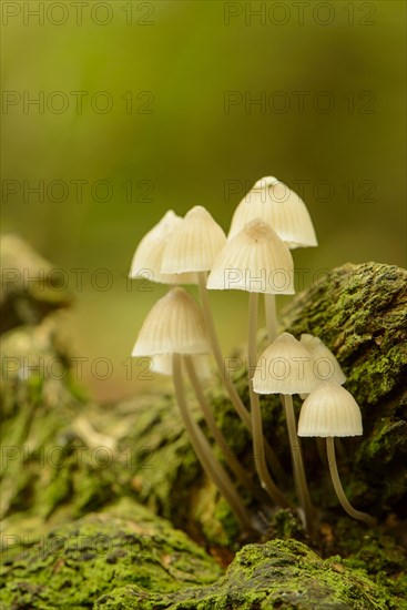 Bark Bonnet