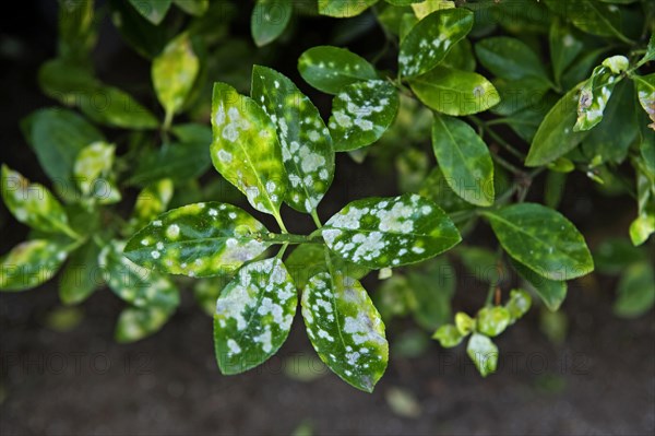 Powdery mildew