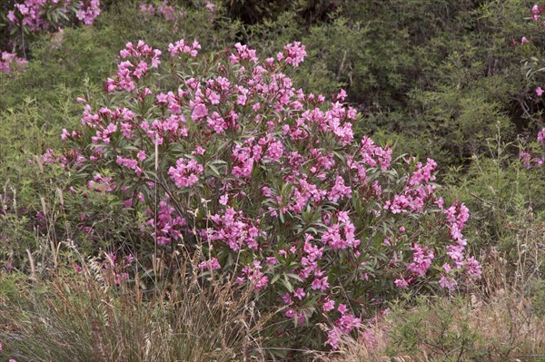 Oleander