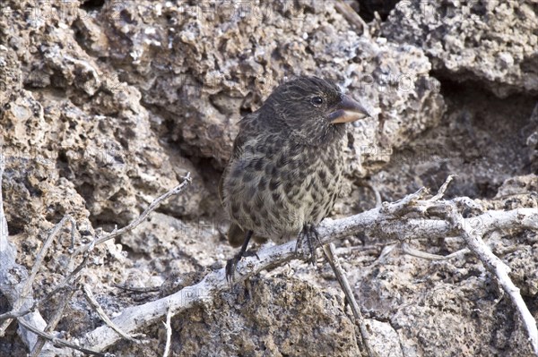 Ground Finch