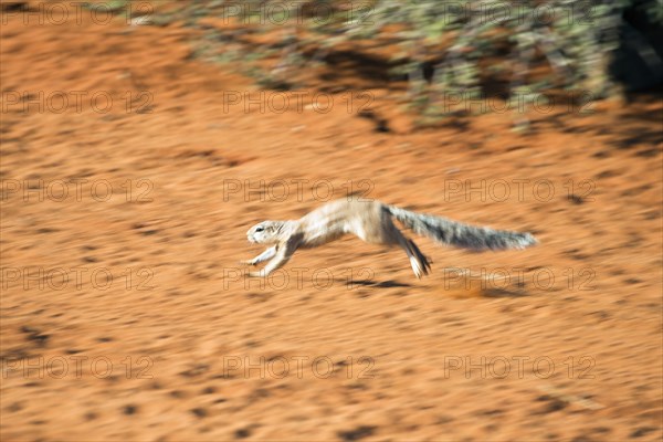 Striped Ground Squirrel