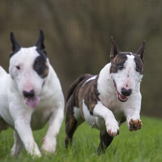 Bull Terrier