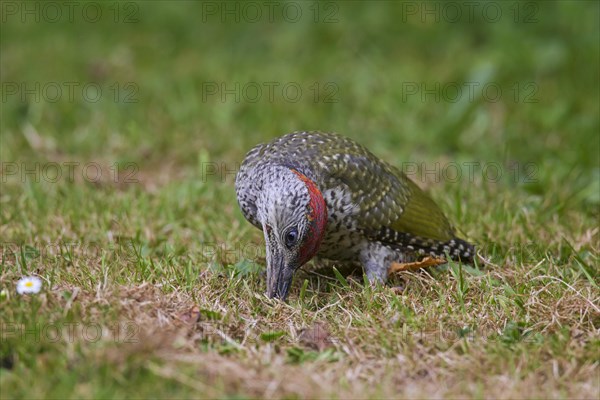 Green woodpecker