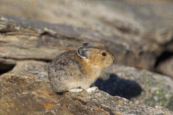 American pika