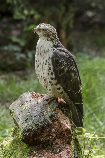 European honey buzzard