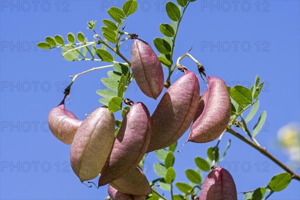 Bladder senna