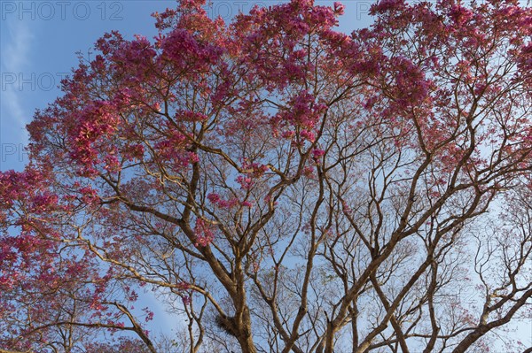 Pink pink ipe tree