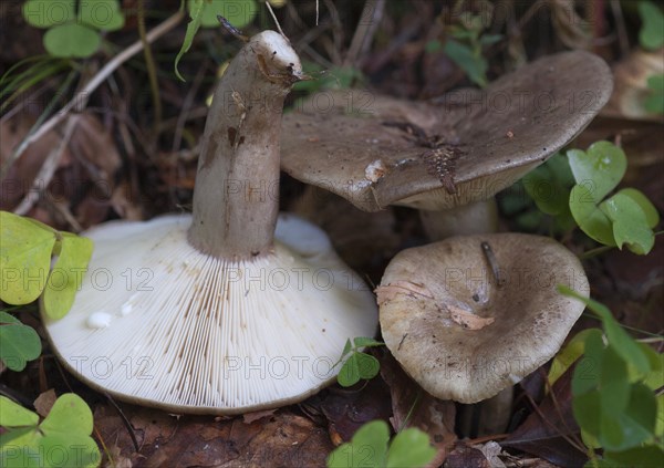 (Lactarius) blennius